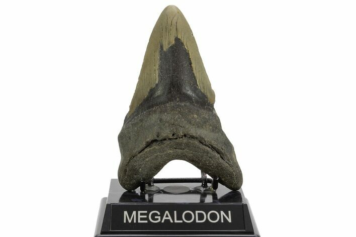 Bargain, Fossil Megalodon Tooth - North Carolina #376910